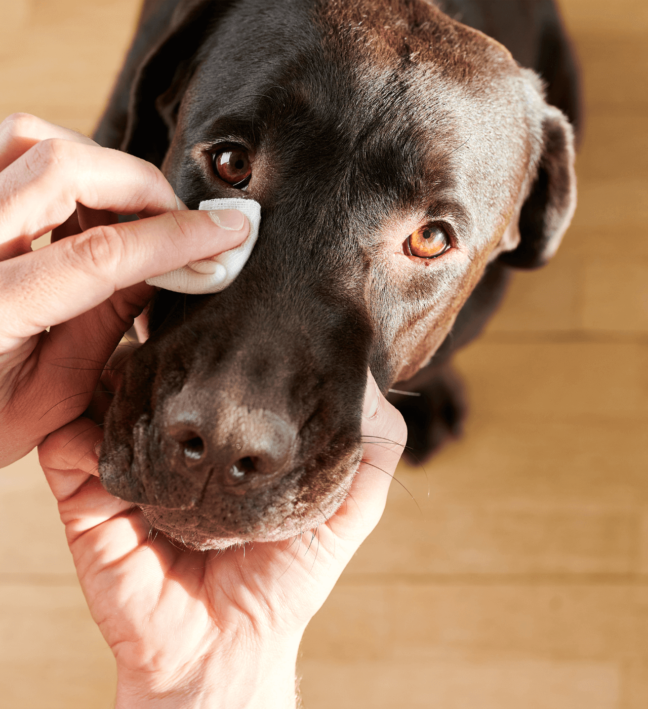 dog eye care