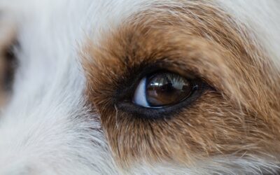 Primary Lens Instability in Dogs